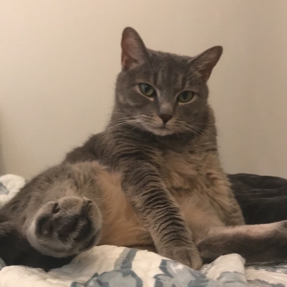 Meet your Posher, Taylor - Picture 2 of 4